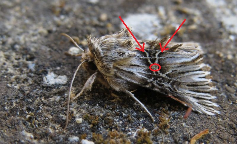 Falena siciliana 14 - Omphalophana serrata (cfr.), Noctuidae